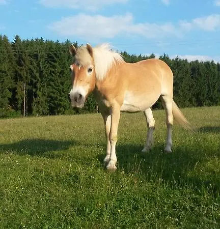 公寓 Hubertushof Eifel *